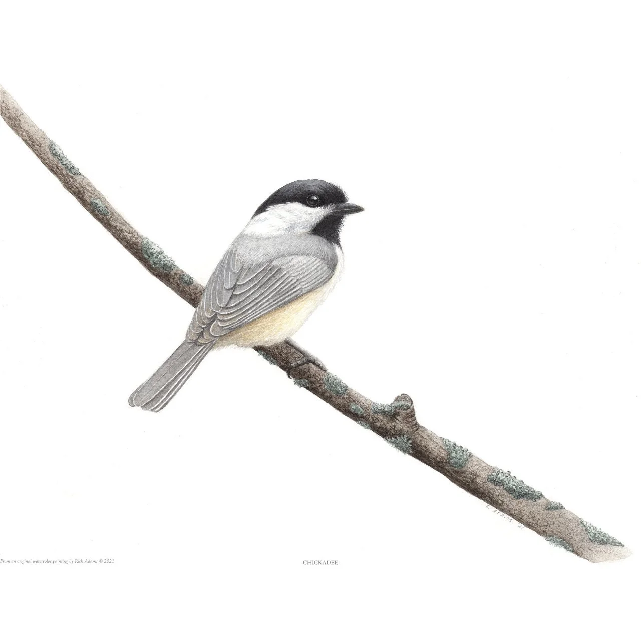 Chickadee WR.jpg
