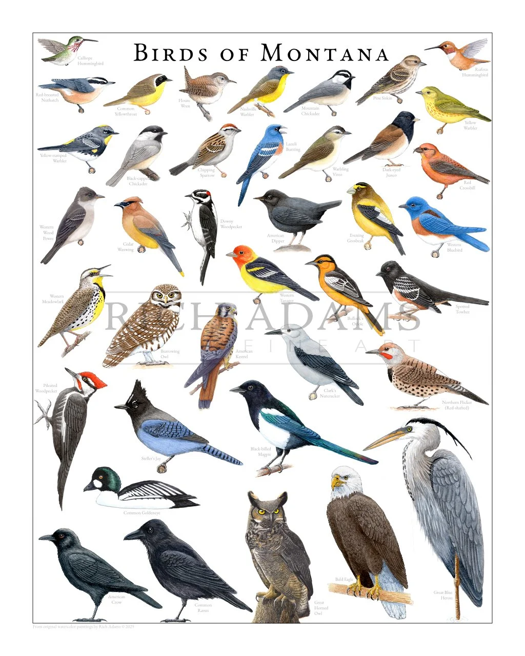 Birds of Montana