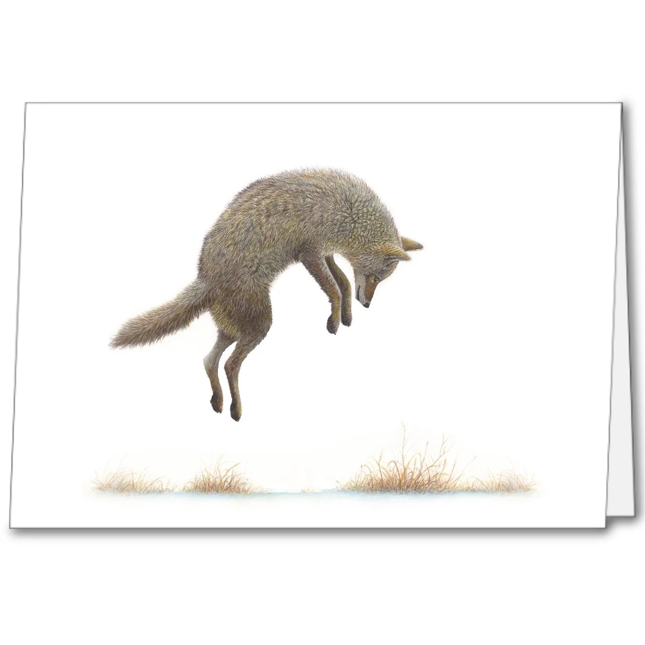 Coyote Jump notecard