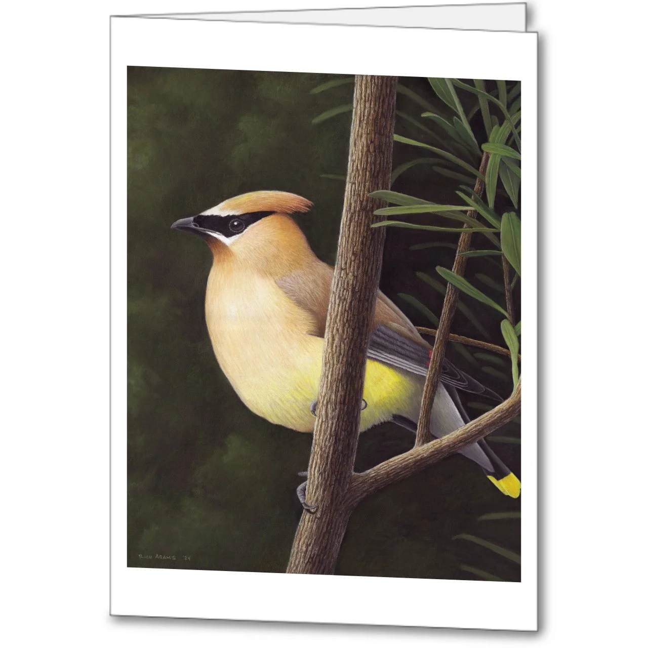 Cedar Waxwing notecard