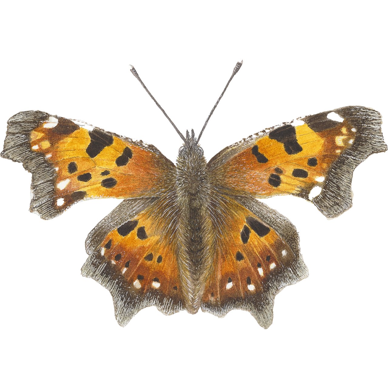 Green Comma Square.jpg