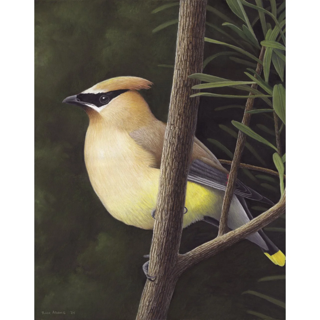 Pastel pencil illustration of a cedar waxwing perched on a branch among green leaves.