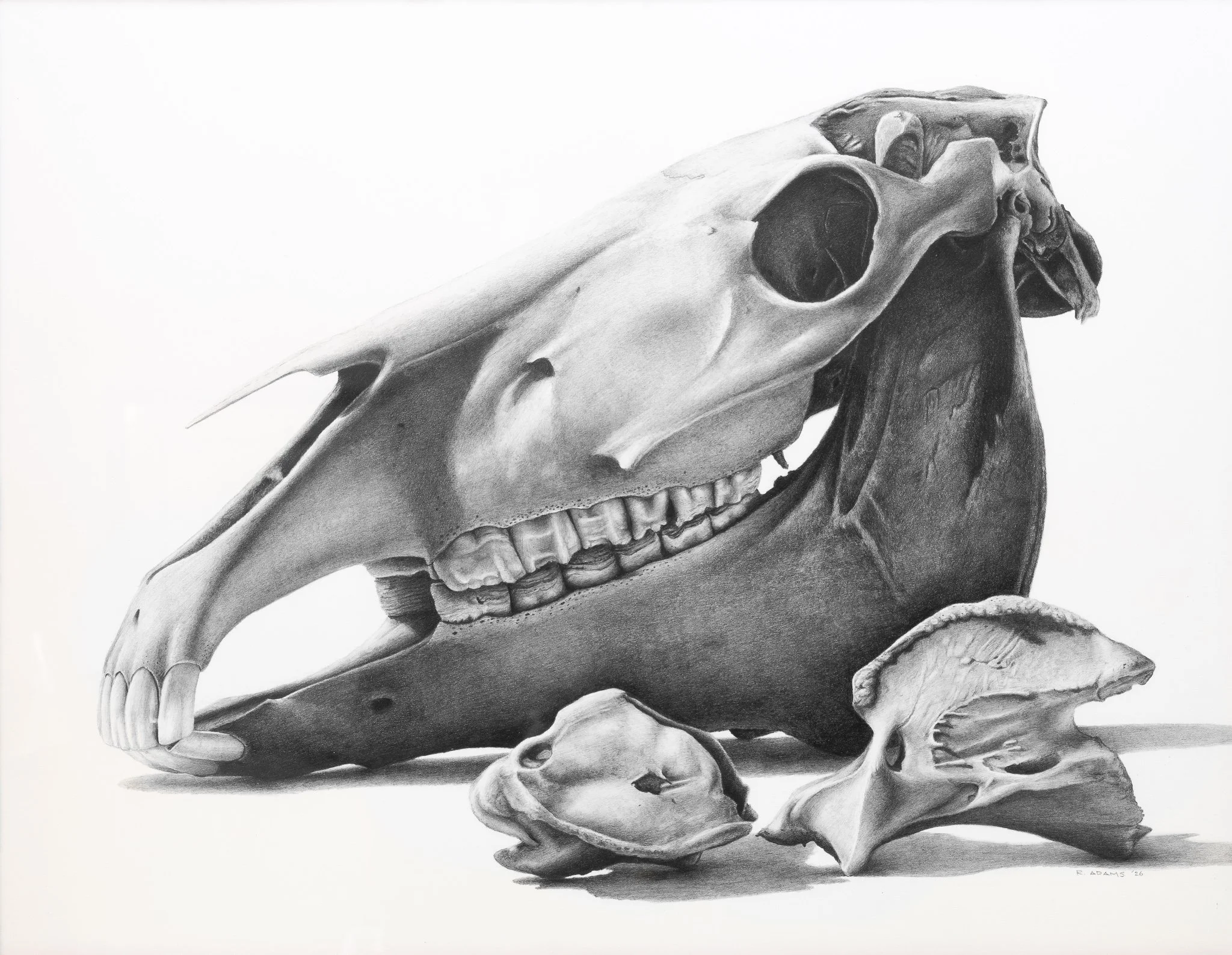 Horse Skull and Vertebrae Commission