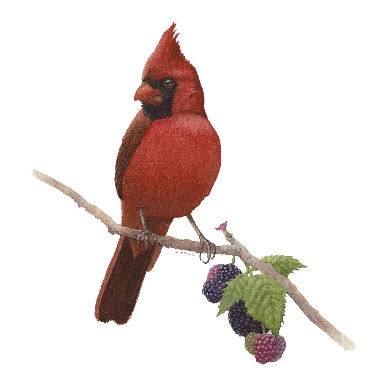 Northern Cardinal