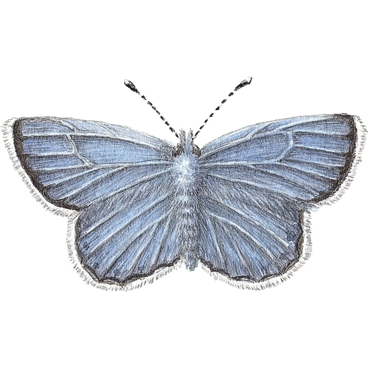 Boisduval's Blue Square.jpg