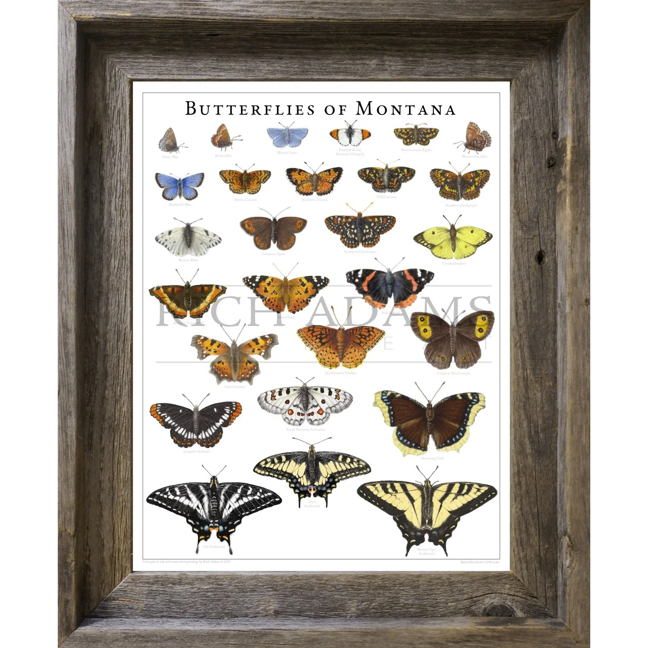 Butterflies of Montana BW.jpg