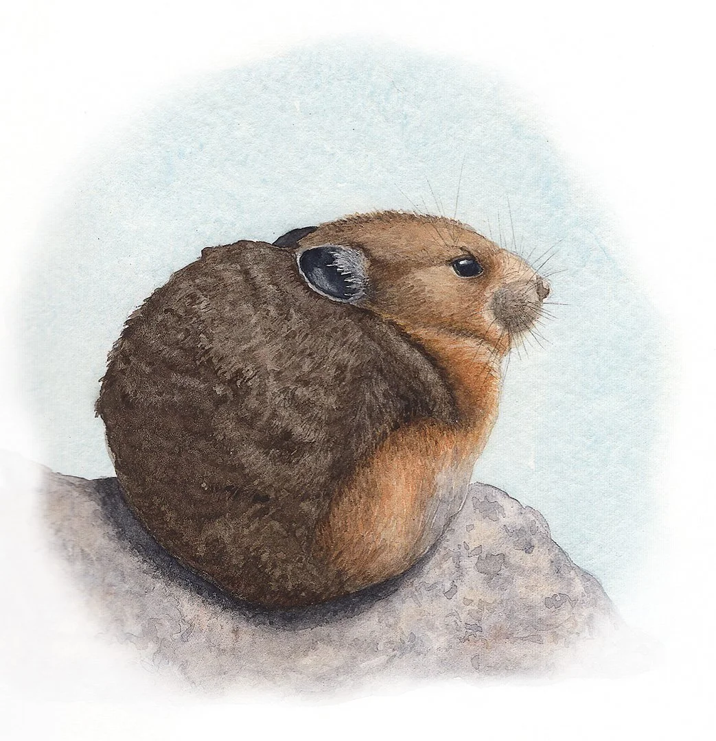 Watercolor painting of a Pika sitting on a rock with a light blue background.