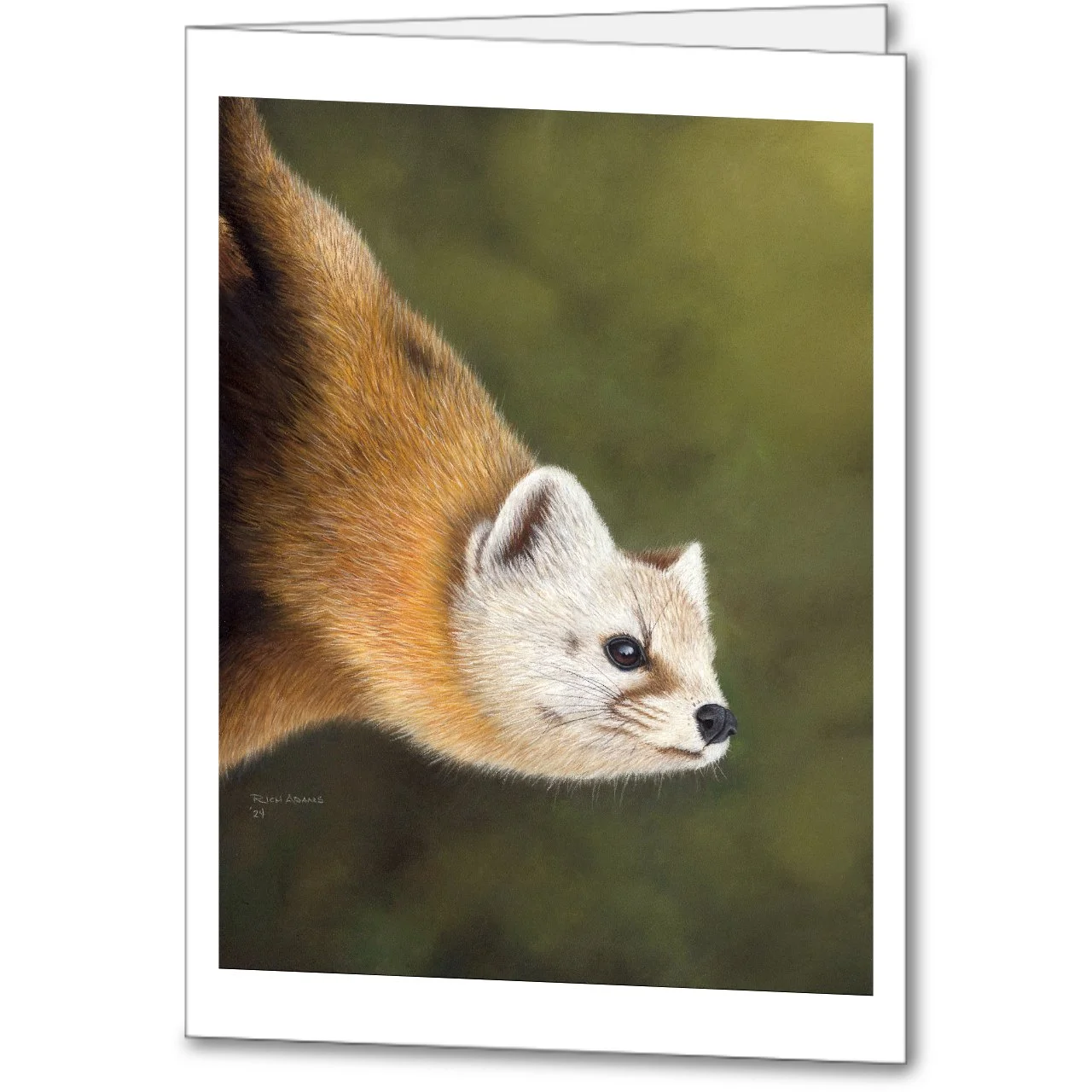 Pine Marten Web Card.jpg