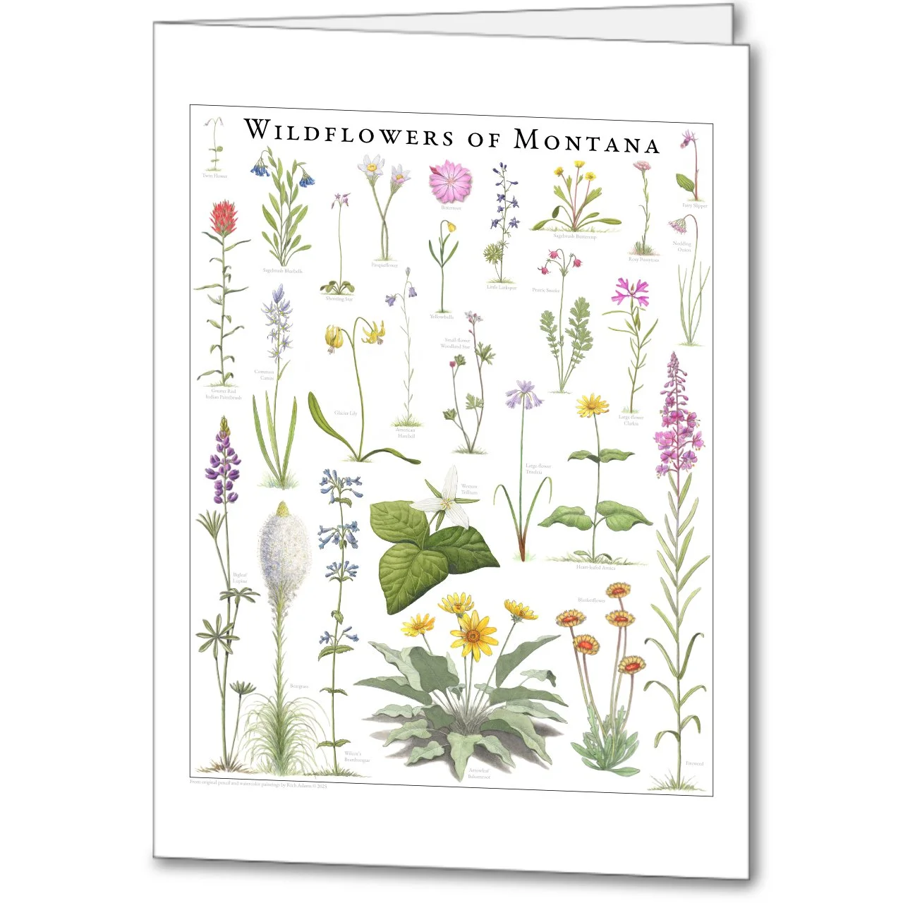 Wildflowers of Montana notecard