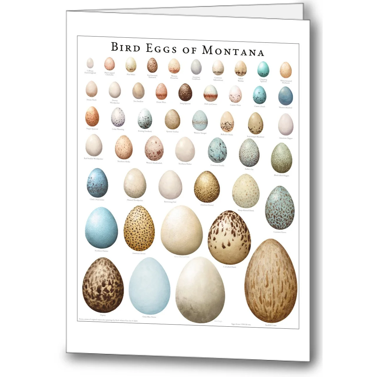 Bird Eggs Card.jpg