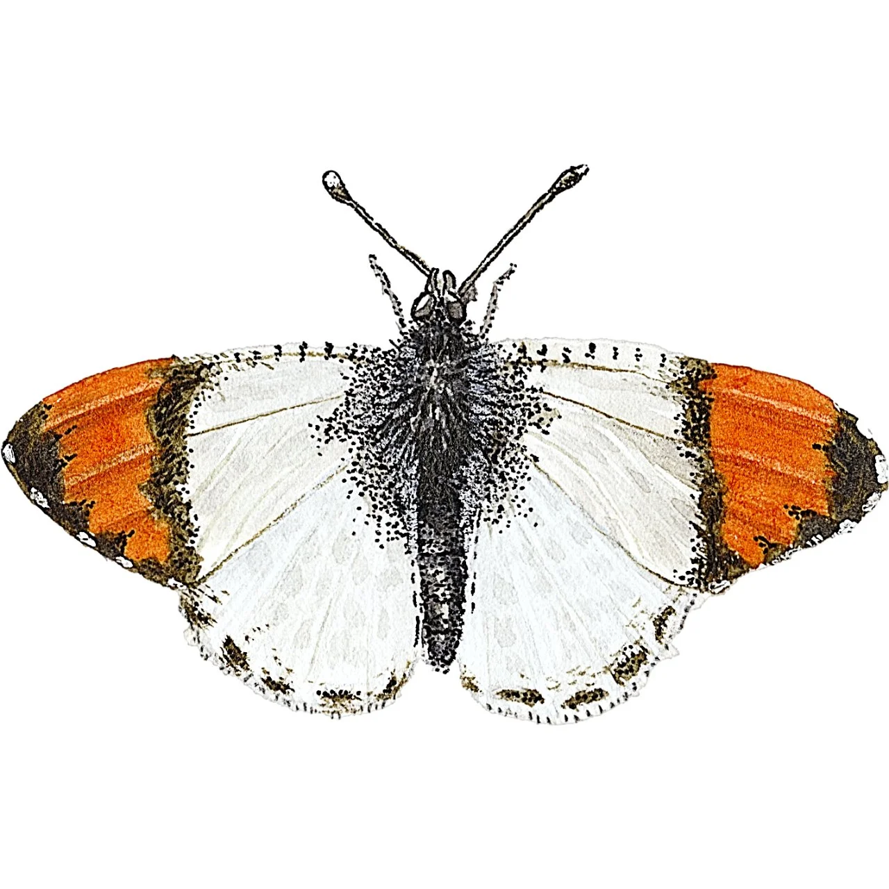 Julia Orangetip Square.jpg