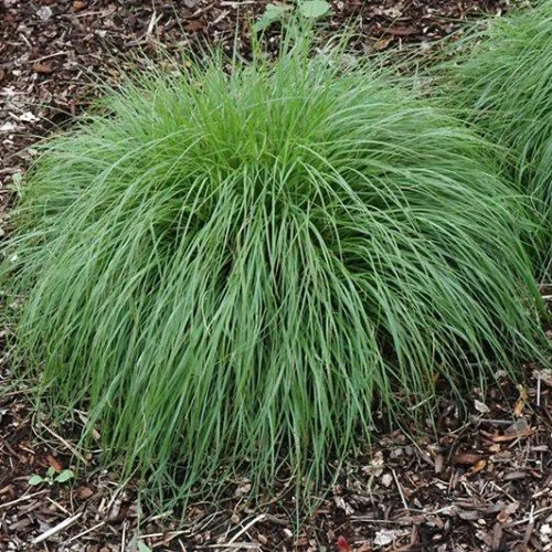 Sporobolus heterolepis ~ Prairie Dropseed

BLOOM  July, August, Sept.
EXPOSURE  Full Sun- Part Shade
SOIL  Dry- Moist
HEIGHT  2&rsquo;

Considered the most ornamental of the prairie grasses with leaves that curve gracefully outward forming large, rou