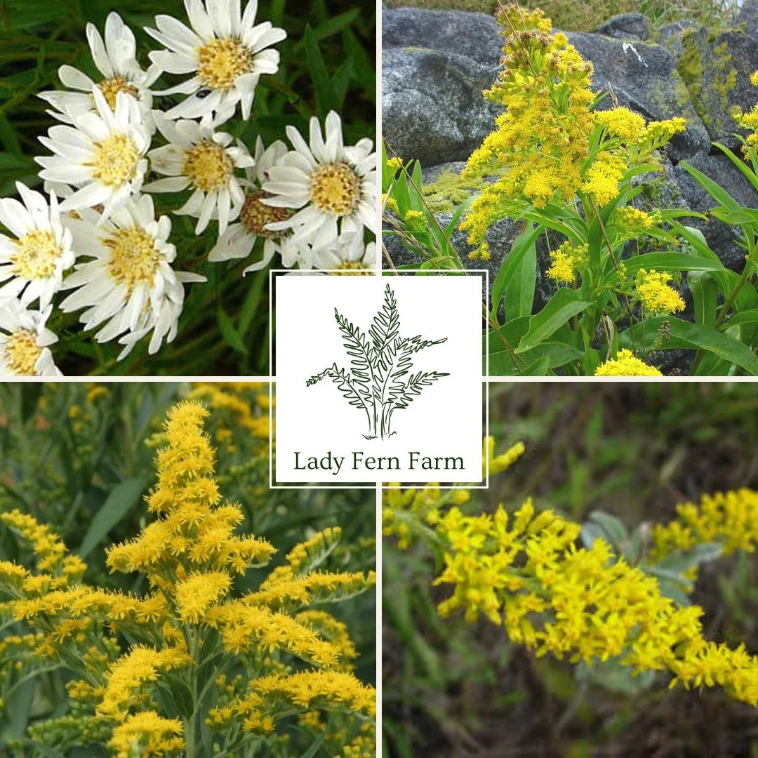 It's the glorious goldenrod season!!! 

Pictured here:
Flat-topped/ Upland Goldenrod, Oligoneuron album
Seaside Goldenrod, Solidago sempervirens
Gray Goldenrod, Solidago nemoralis
Sweet/ Anise-scented Goldenrod, Solidago odora

So many of these valua