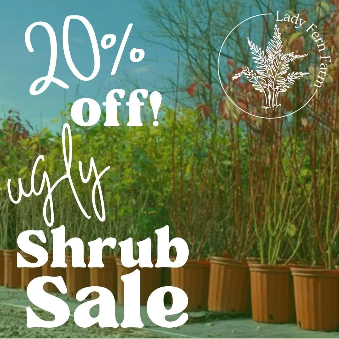 🌿 Ugly Shrub Sale! 🌿 

These plants are looking a bit rough&mdash;it *is* Fall, after all&mdash;but they&rsquo;re ready to be planted and thrive in their new home! 🍂 Give them a good home, create habitat, and enjoy a deep discount while you&rsquo;