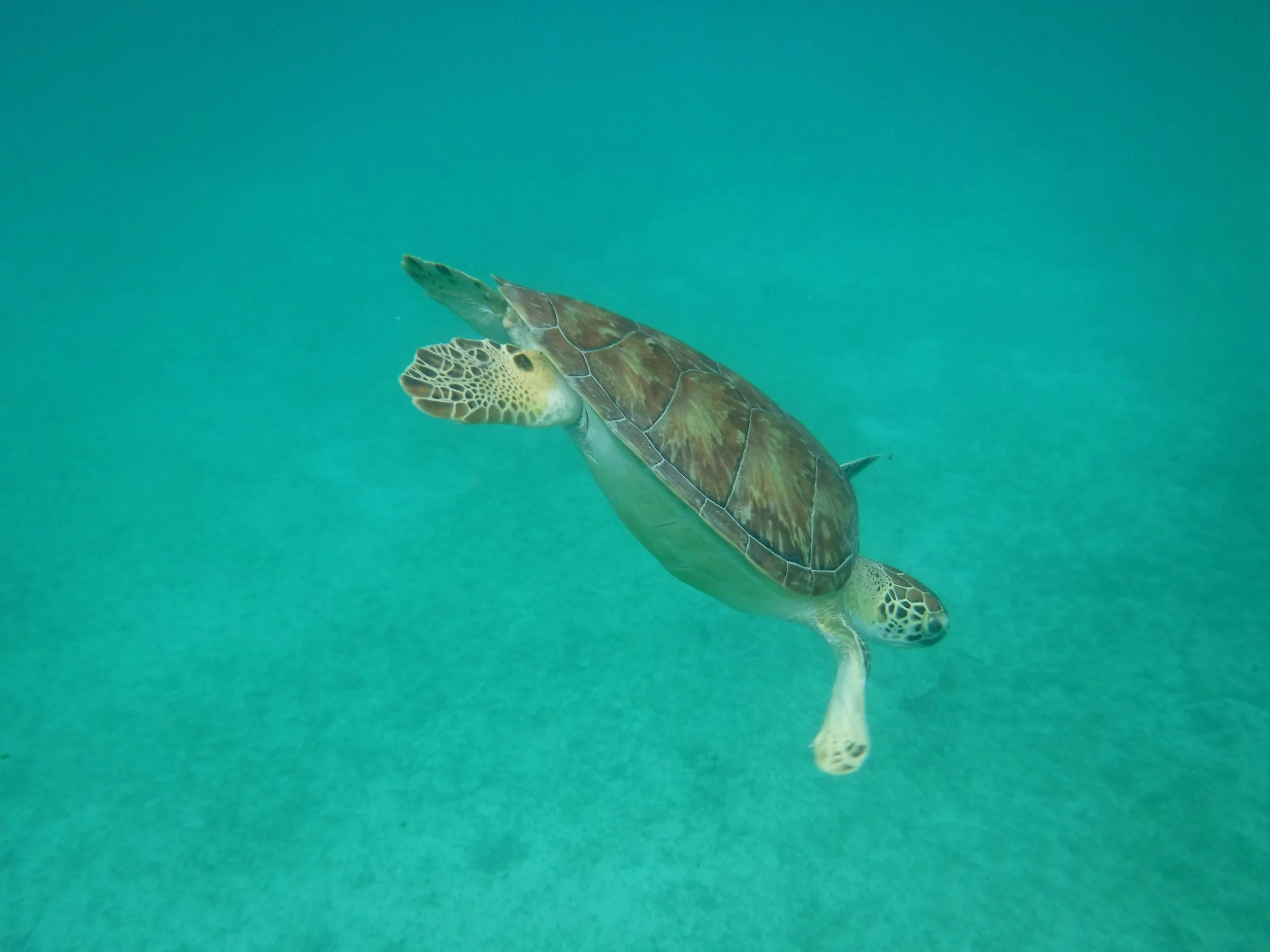 How Humans Can Help the Oceans Better Than  Mermaids Can