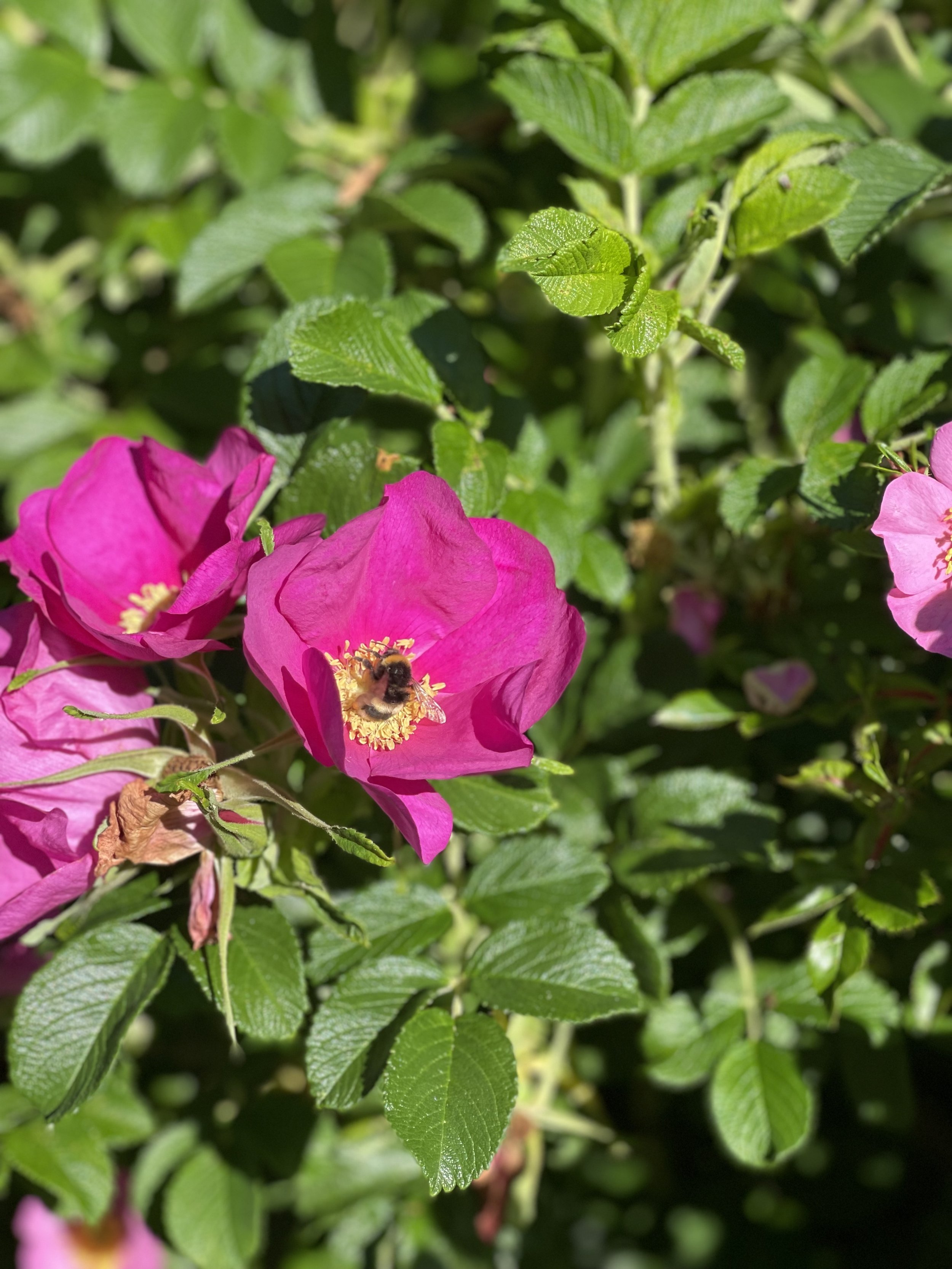 IMG_8207.jpeg