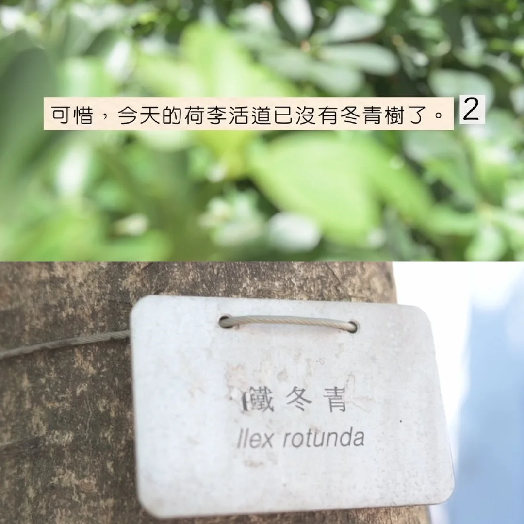 謝銘思 @tsemingsze 的作品《荷李活道：道活李荷》源於一個令人聯想到外來植物的街道名稱，由此探索香港的開埠歷史、中西文化及各種傳言、語境和連串約定俗成之間的碰撞和想像。藝術家對「冬青」(Holly) 這種植物的意涵，以及它和這個城市的聯繫尤感興趣。

關於荷李活道這街名的由來，有傳是因時任英殖港督戴維斯的封邑就是位於告羅士打郡的荷李活 (Hollywood)；亦有指是因19 世紀七八十年代曾引進鐵冬青於這一帶栽種而得名。

作品以錄像和拓印形式呈現。錄像部分把各種發掘所得的零碎資訊串連