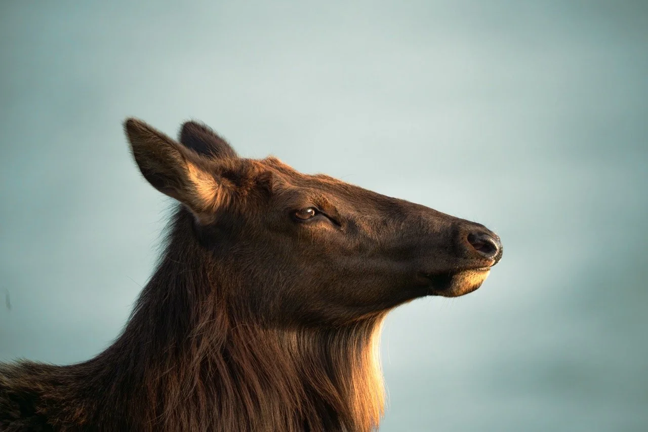 Elkie at Ecola-16 Large.jpeg