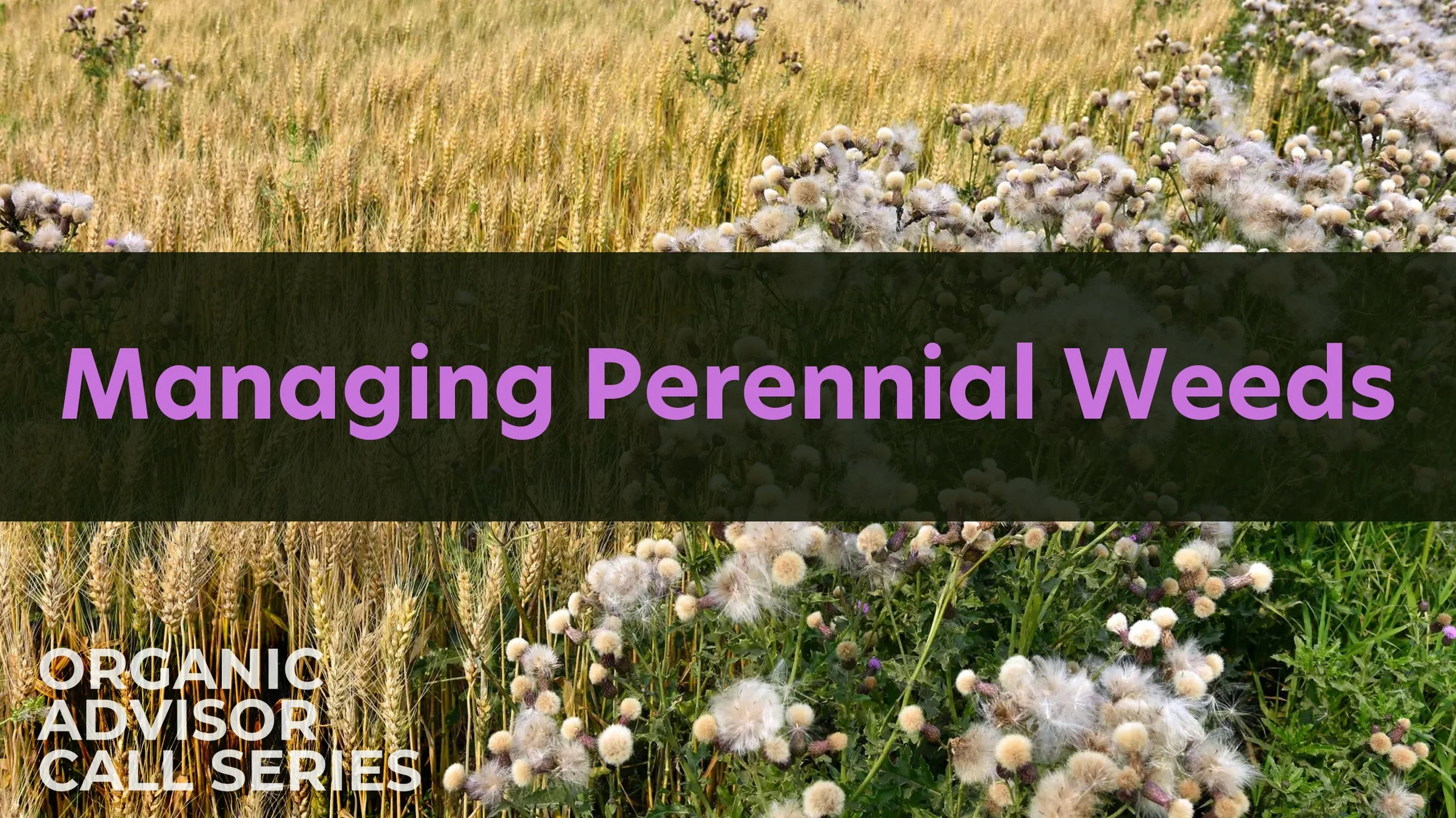 Managing Perennial Weeds - a Zoom event&nbsp;&nbsp;