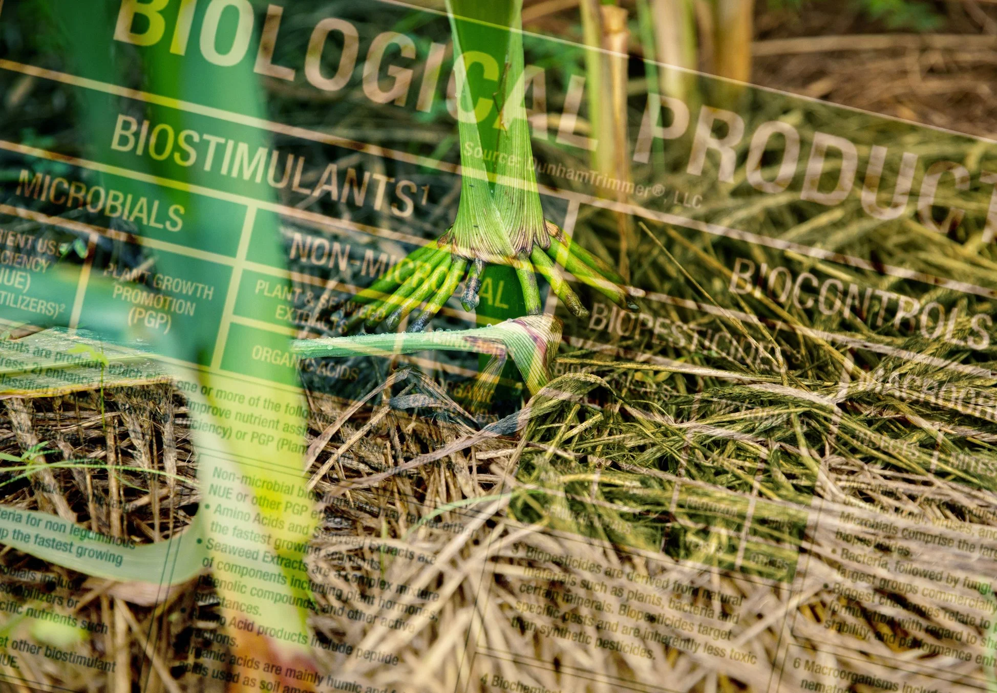 Biological Seed Treatment and Amendments