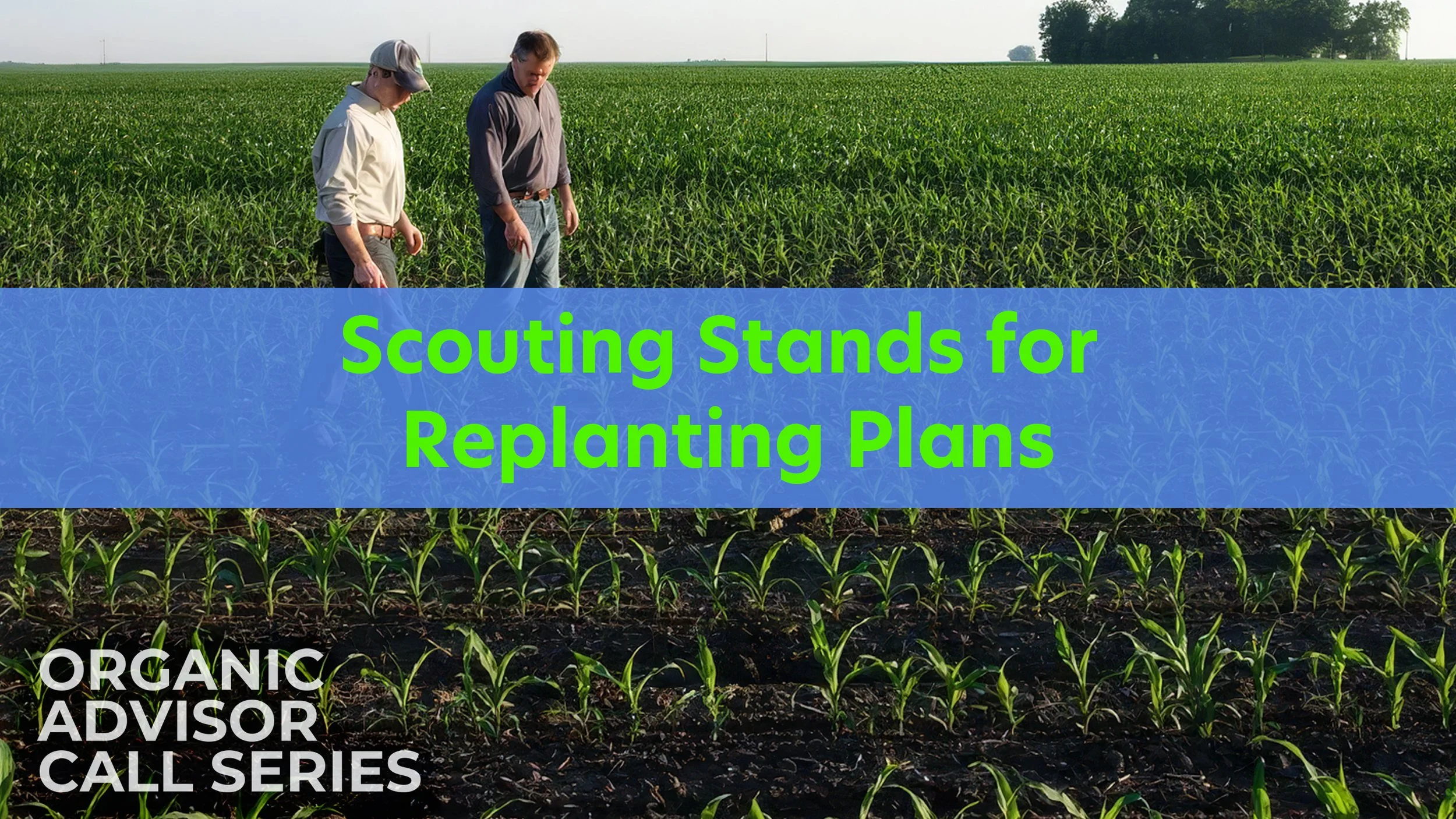 Scouting Stands for Replanting Plans