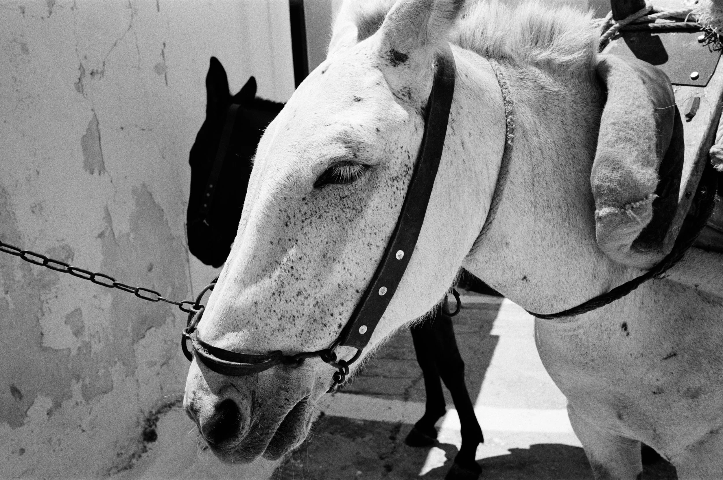 Close-up black and white photo of a white horse with black spots on its face, wearing a bridle, standing outdoors next to a chain fence and a textured wall.