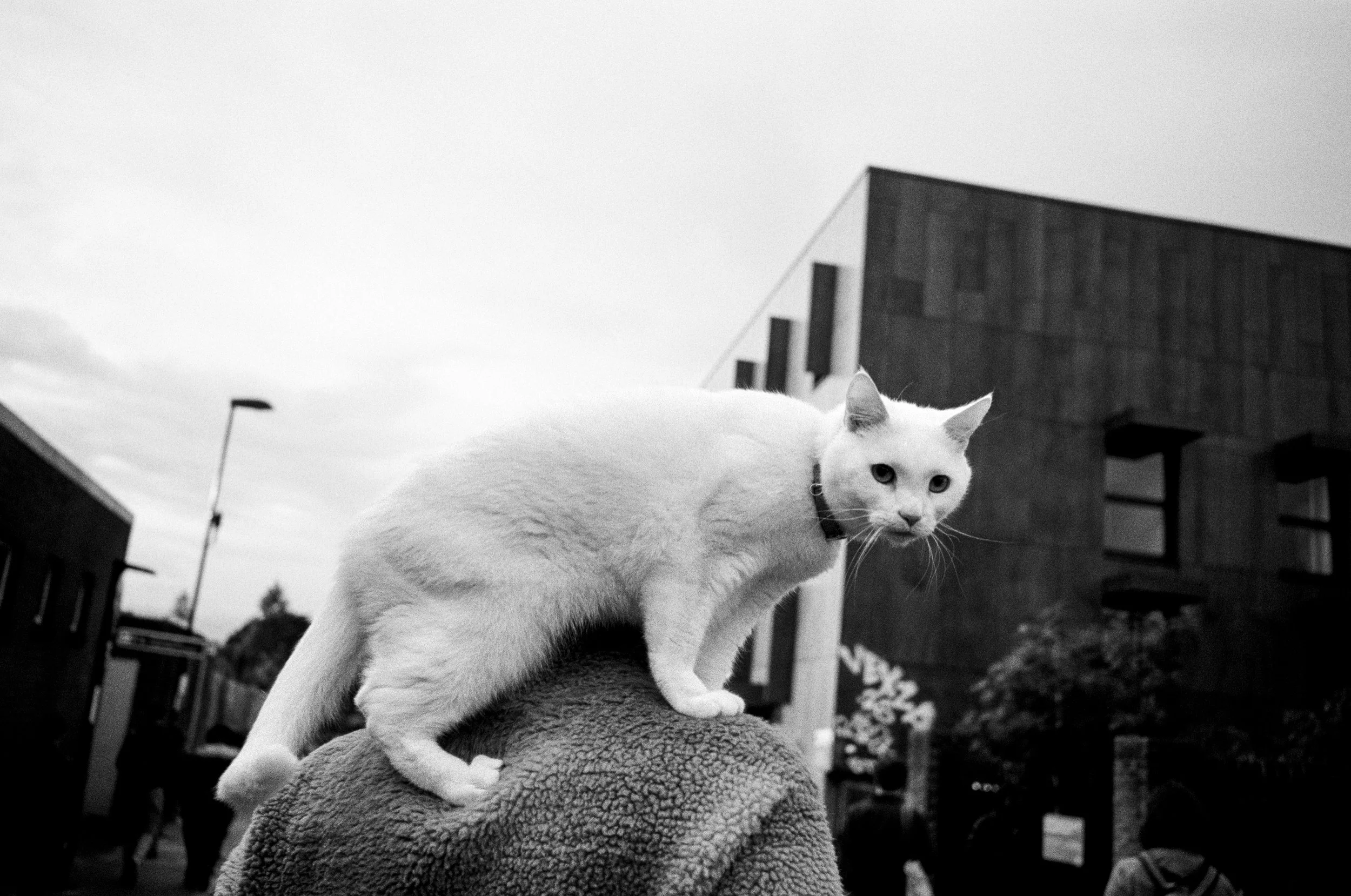 Black and white photo of a white cat with piercing eyes standing on a person's arm outside with modern buildings and street lamps in the background.