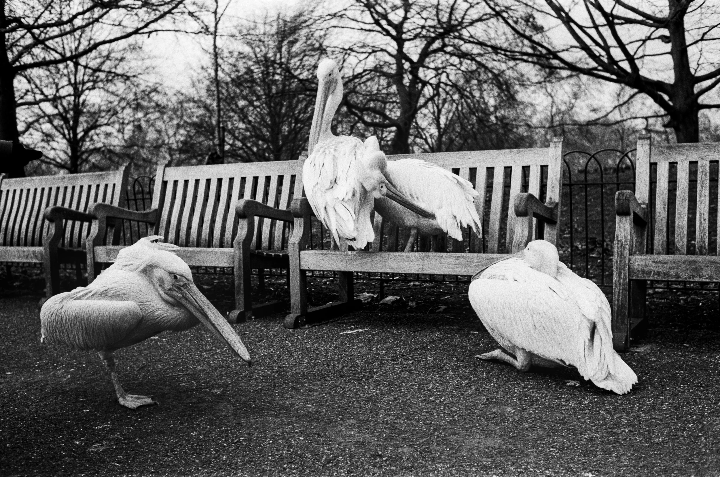 Black and white photo of several white swans on a park bench and ground, with leafless trees in the background.