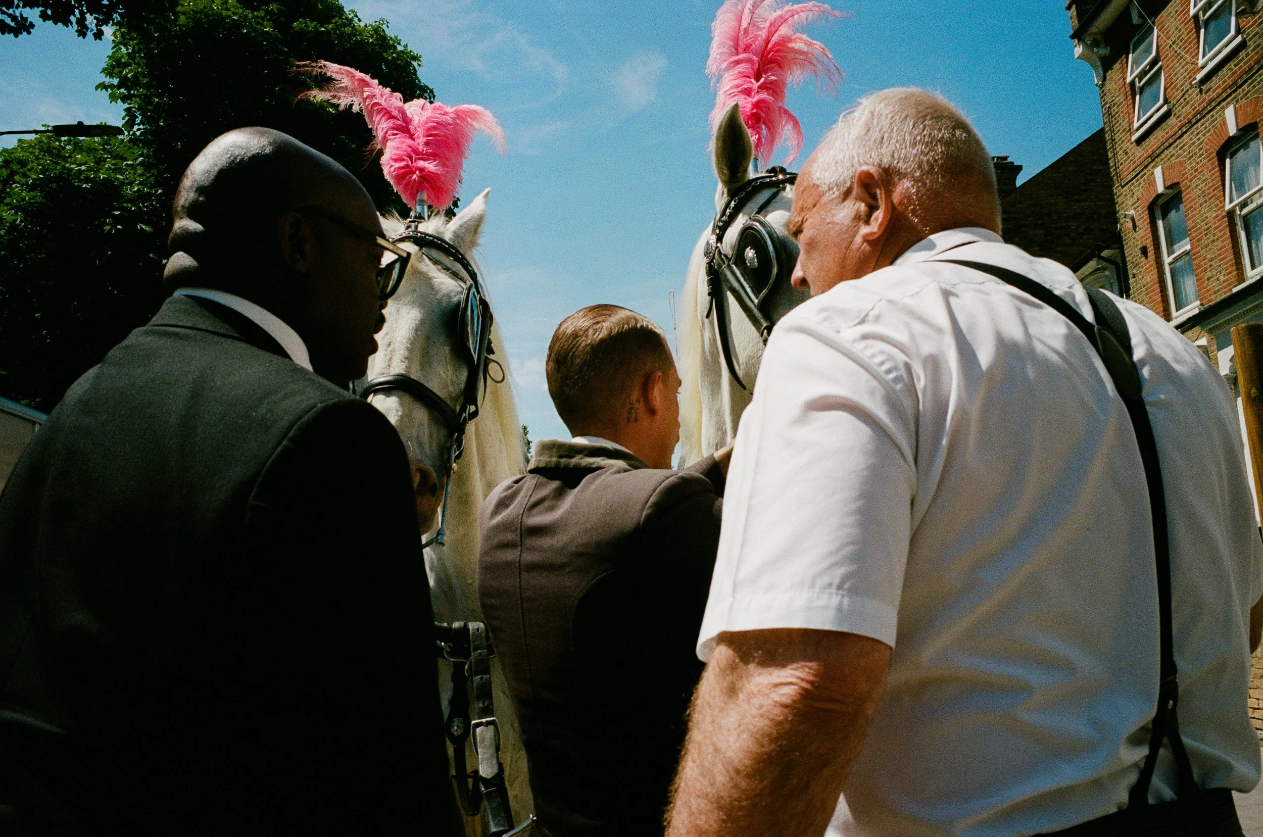 People gathered around with two white horses wearing pink feathered headpieces.