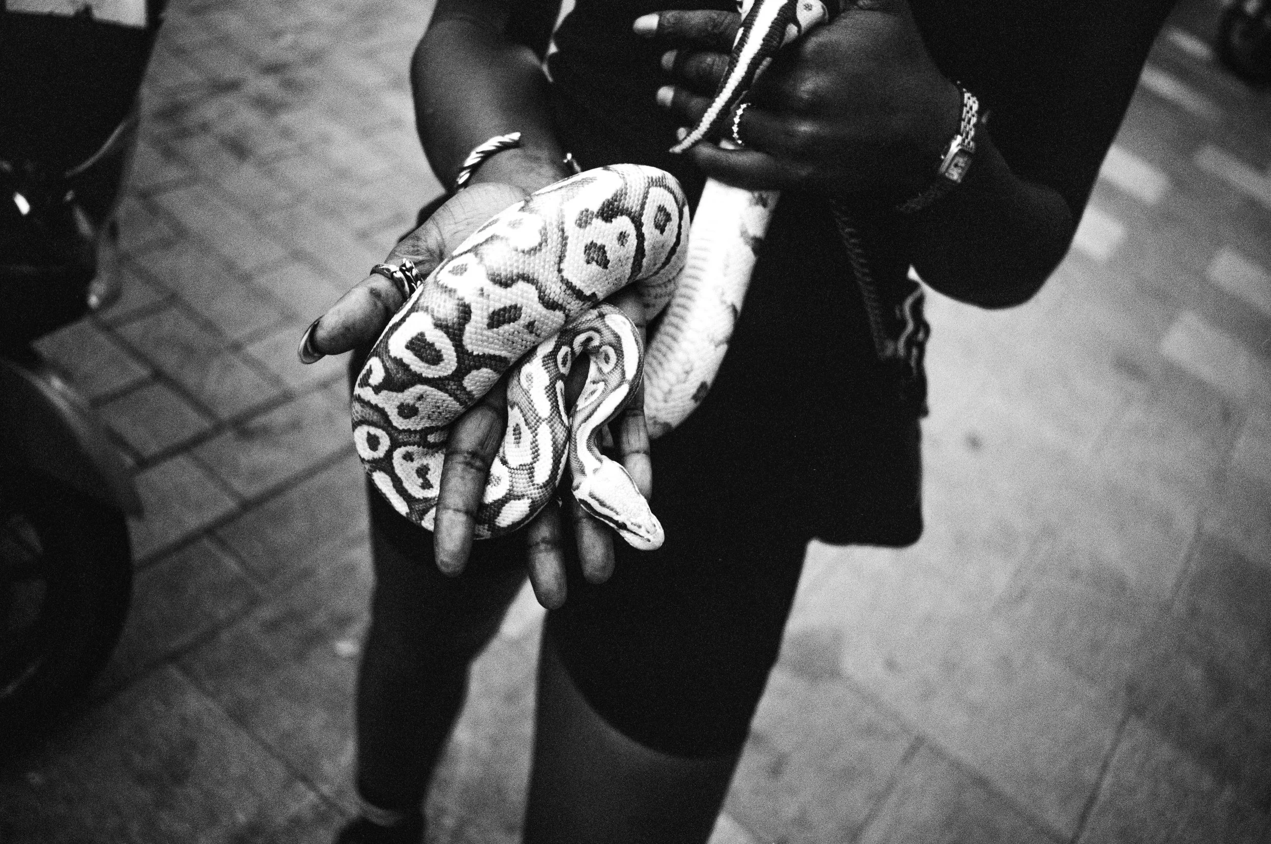 A person with dark skin holding a snake. The person is wearing jewelry and dark clothing, and the snake's body is draped over their hands.