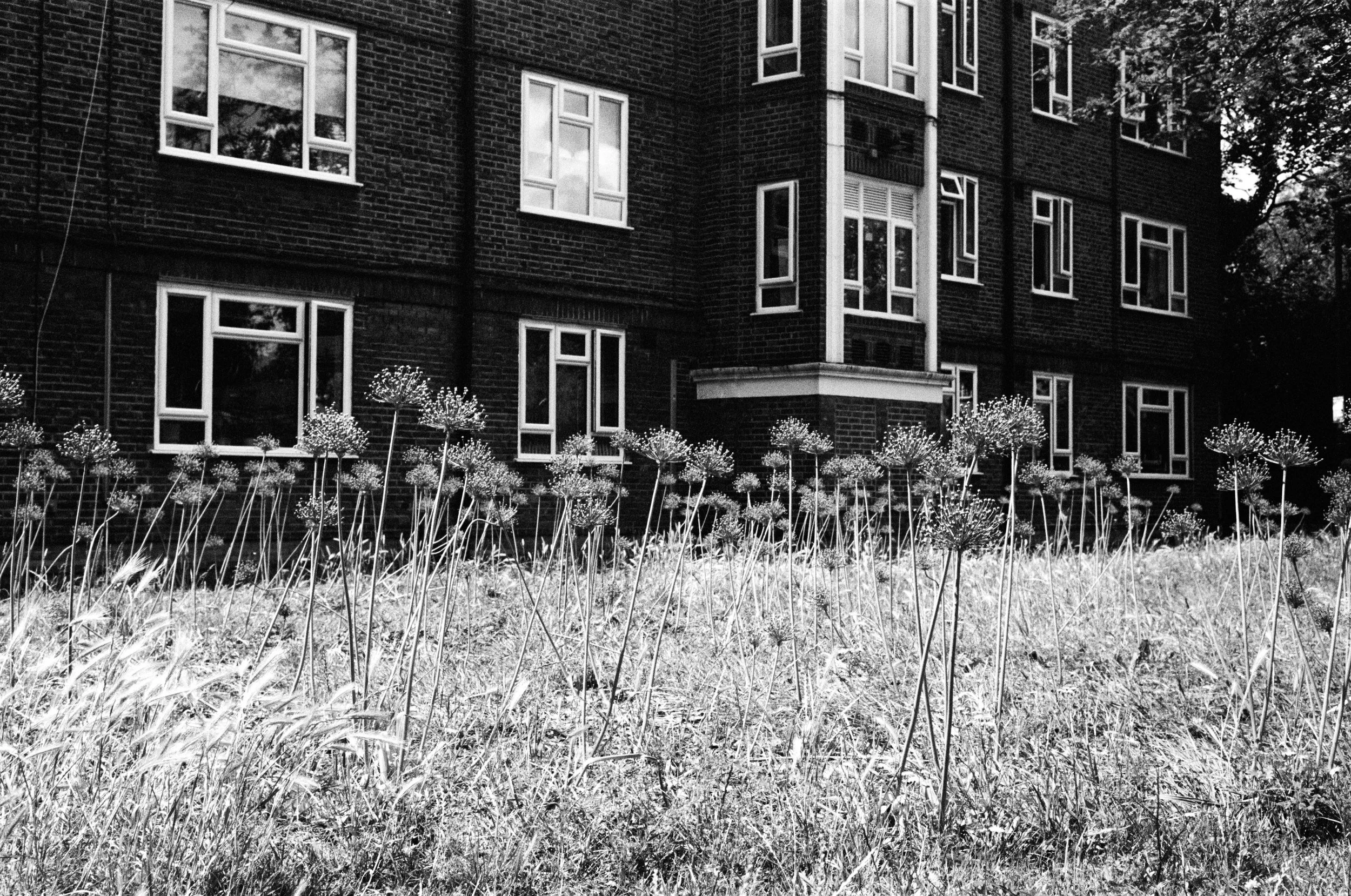 Black-and-white photograph of a multi-story brick apartment building with many windows, seen from a grassy area with flowers in the foreground and trees in the background.