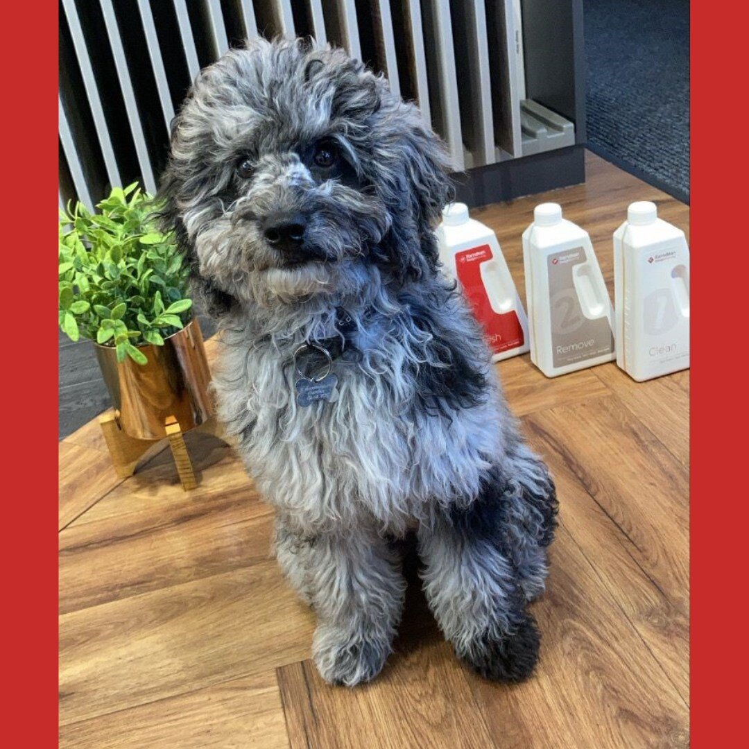 @karndean_uk  has so many benefits but most importantly, it's so easy to keep clean and look after, perfect for our furry friends! ✔️

The most paw-fect model, Mila 🥰🐾😍

Karndean&rsquo;s Clean/Remove &amp; Refresh is always in stock at our Inspire