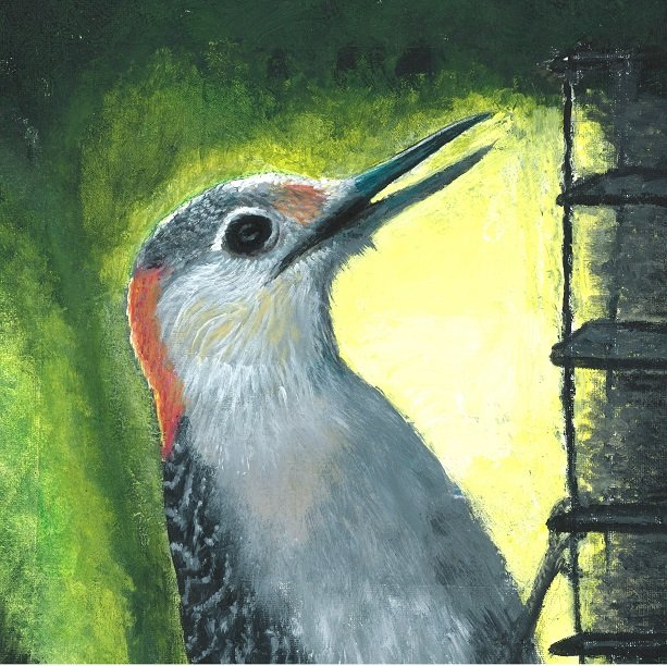 Red-bellied Woodpecker