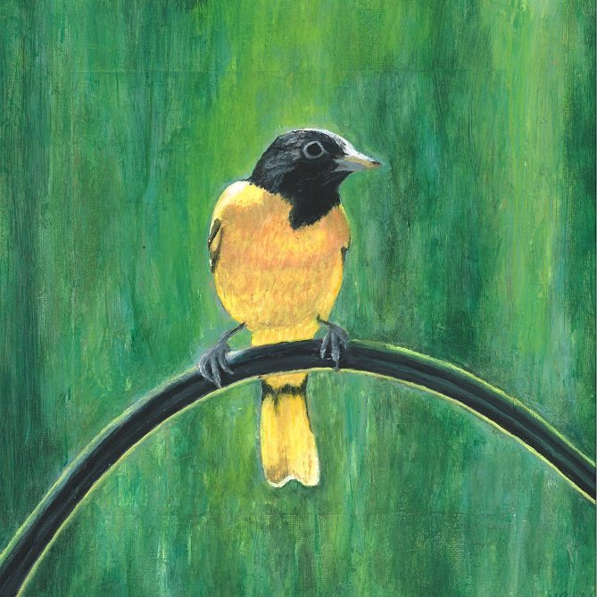 Baltimore Oriole