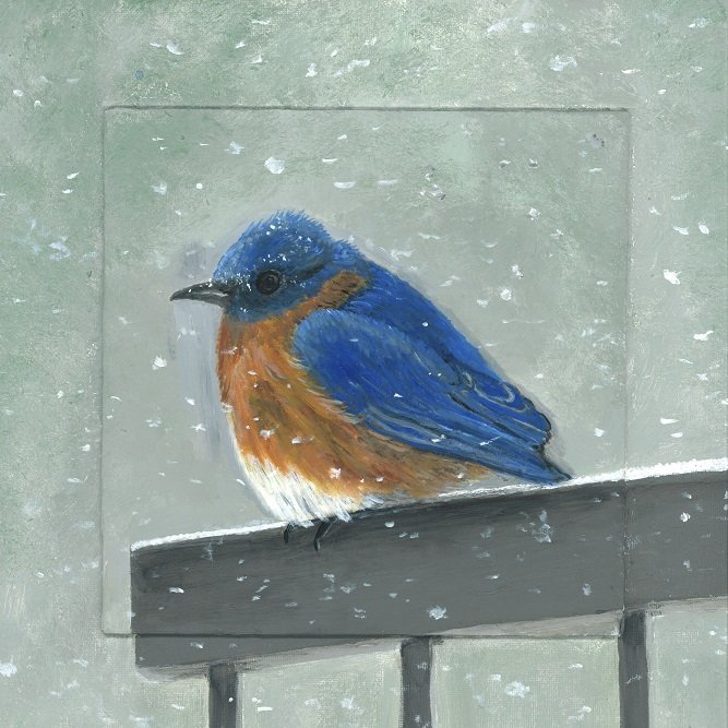 Bluebird in Snow