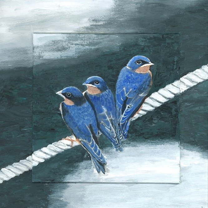Barn Swallows