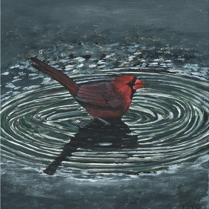 Cardinal in Puddle