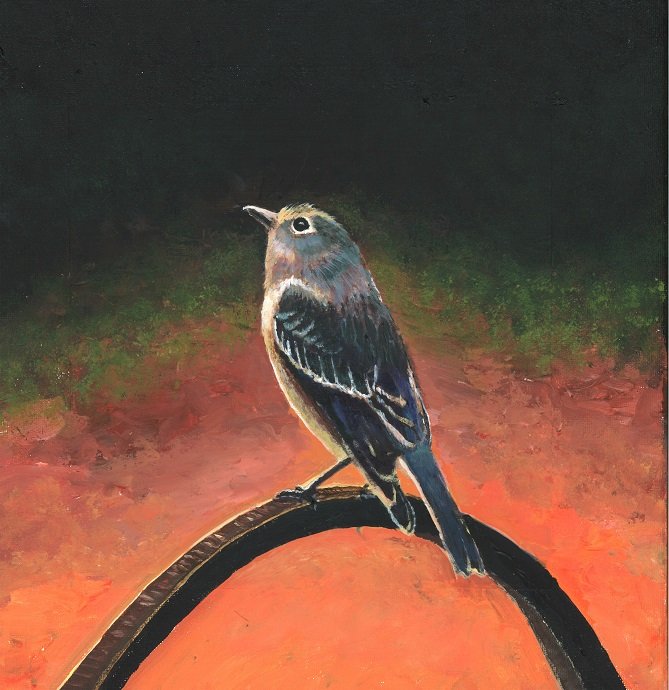 Female Bluebird