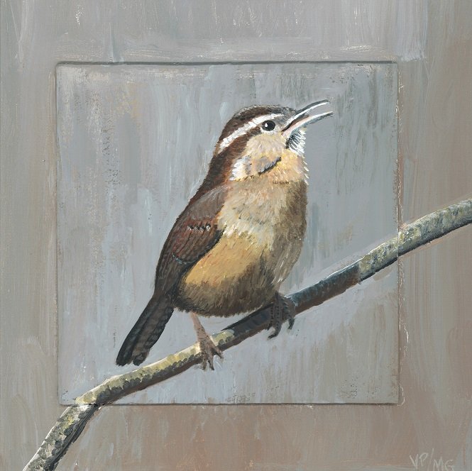 Carolina Wren