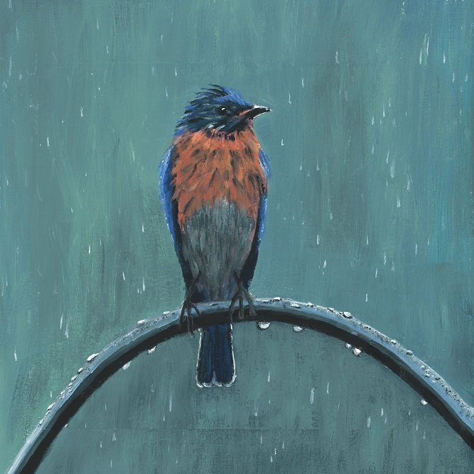 Rainy Day Bluebird