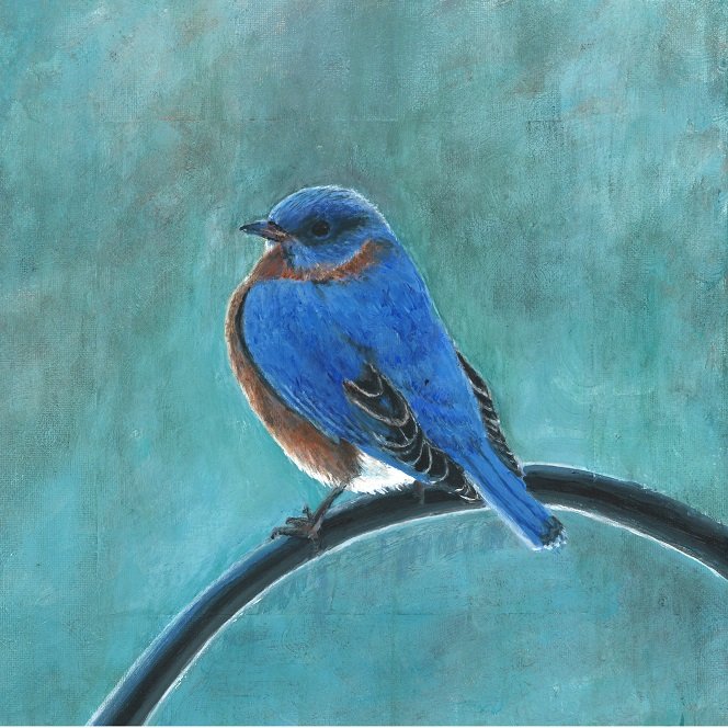 First Bluebird