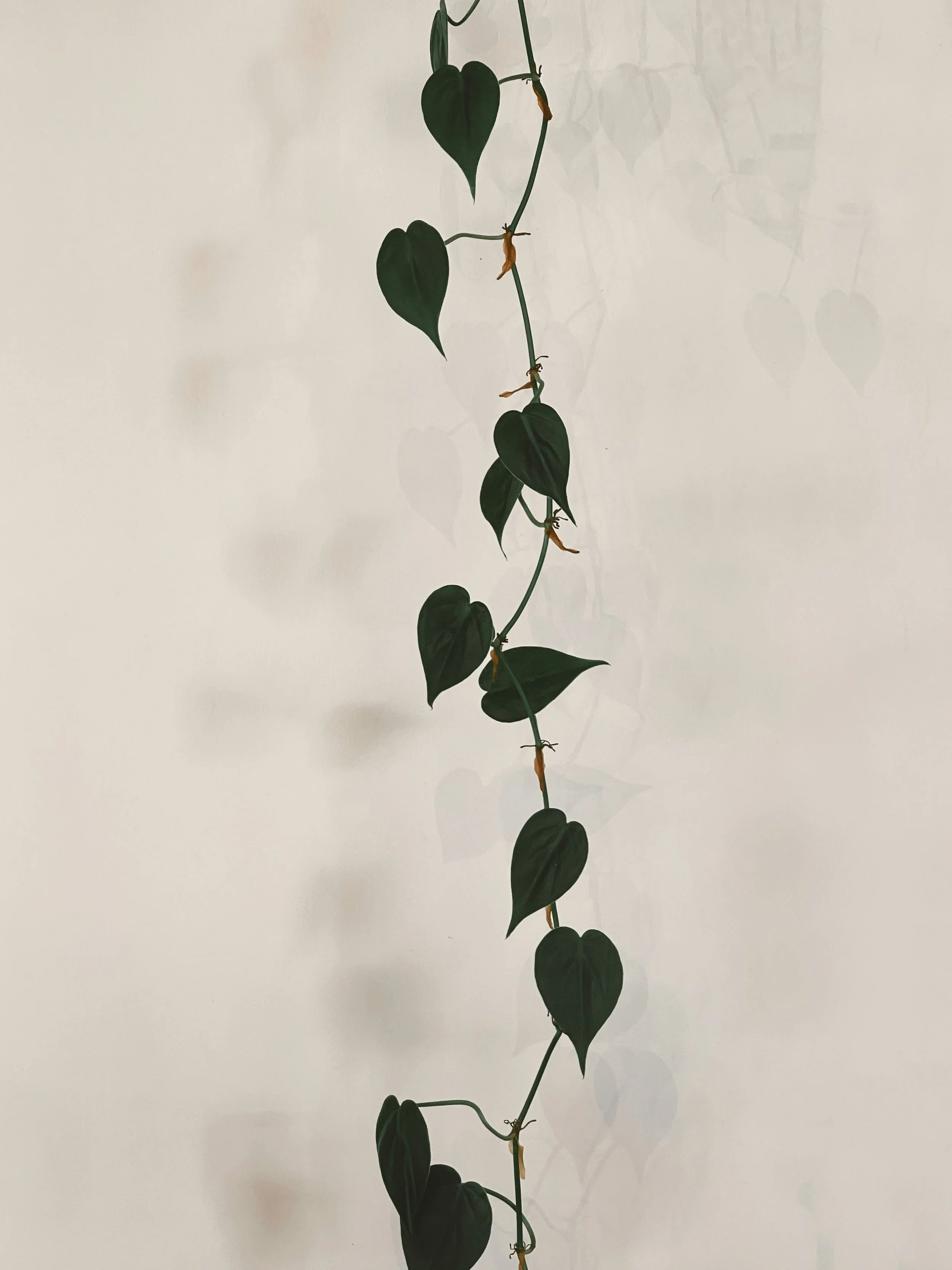 Day 6: Death That Produces Life