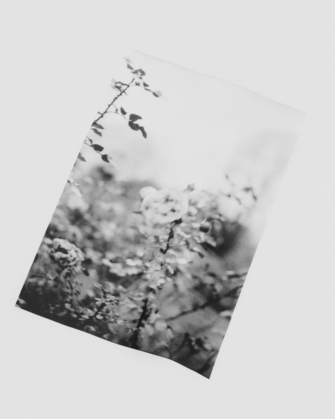 Double SLeeved Tee_Flower_D_Pteron.jpg