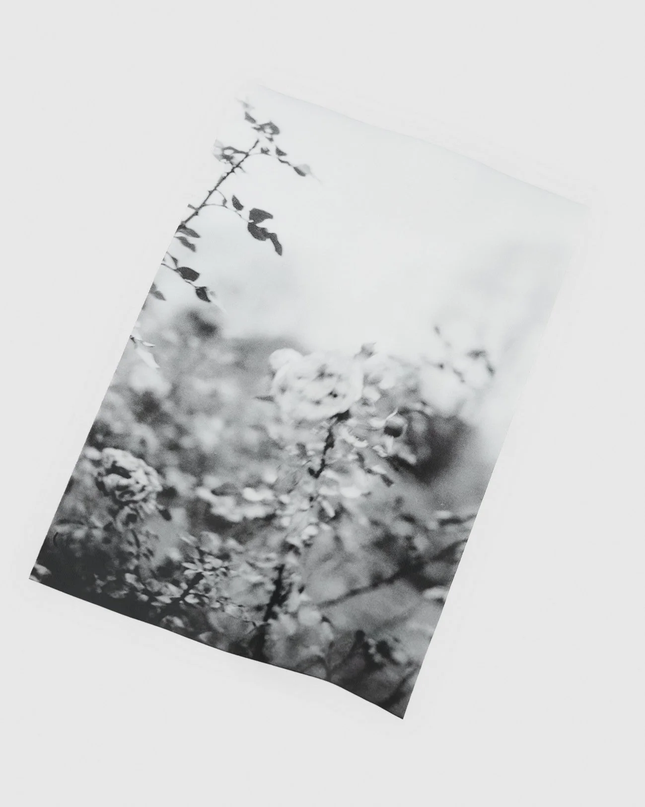 Pteron_Flower_DoubleSleevedTee_D2.jpg