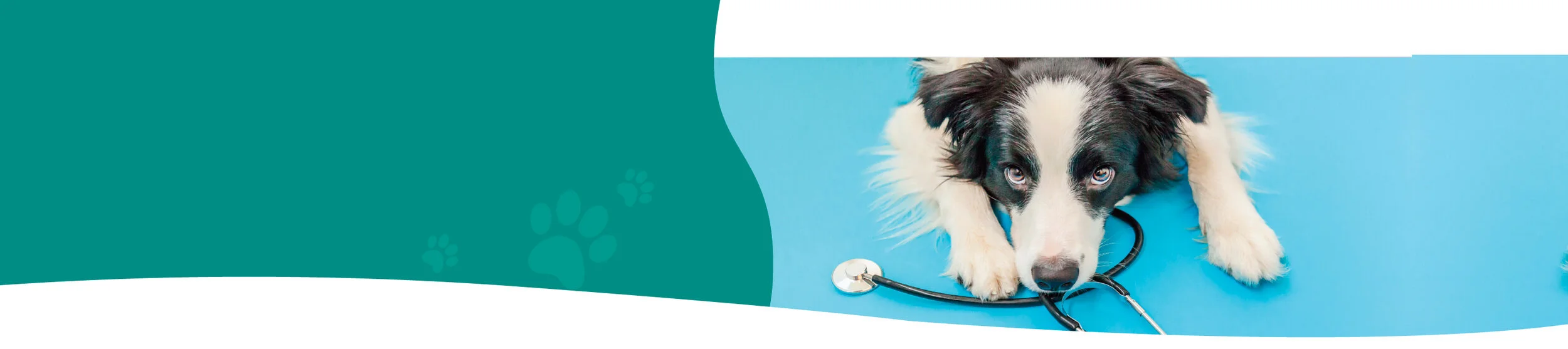 Our Team Paramount 24 Hour Animal Hospital