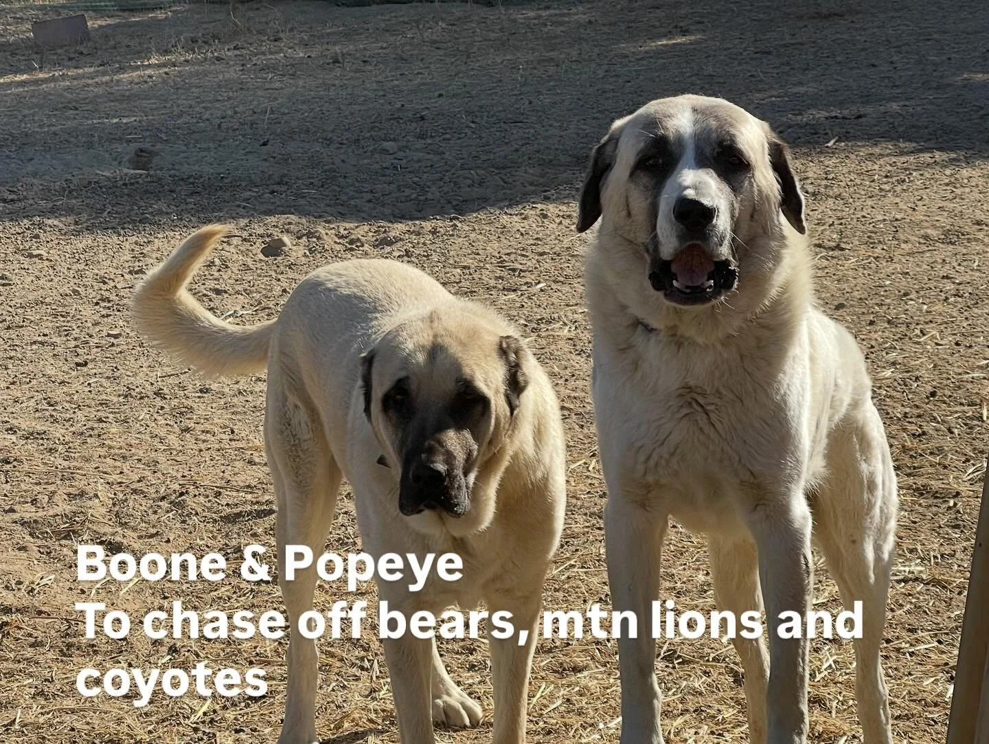 Meet the animals! I love our animals. with the amount of bears, mountain lions, coyotes and rattlesnakes that frequent our property, I do my best to not get too attached 😞 #homesteadingmama #grubbygardengirl