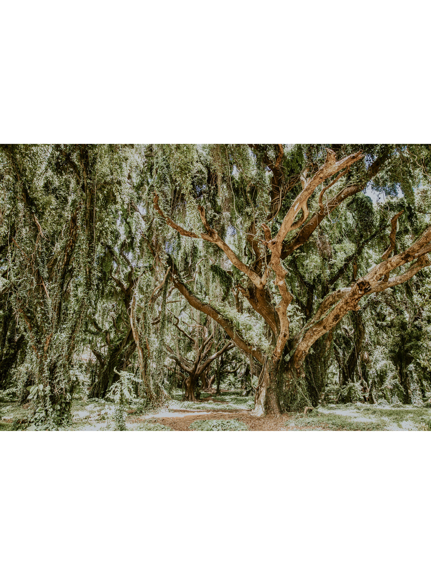 Hawaii Maui Collection Trees 1 2021