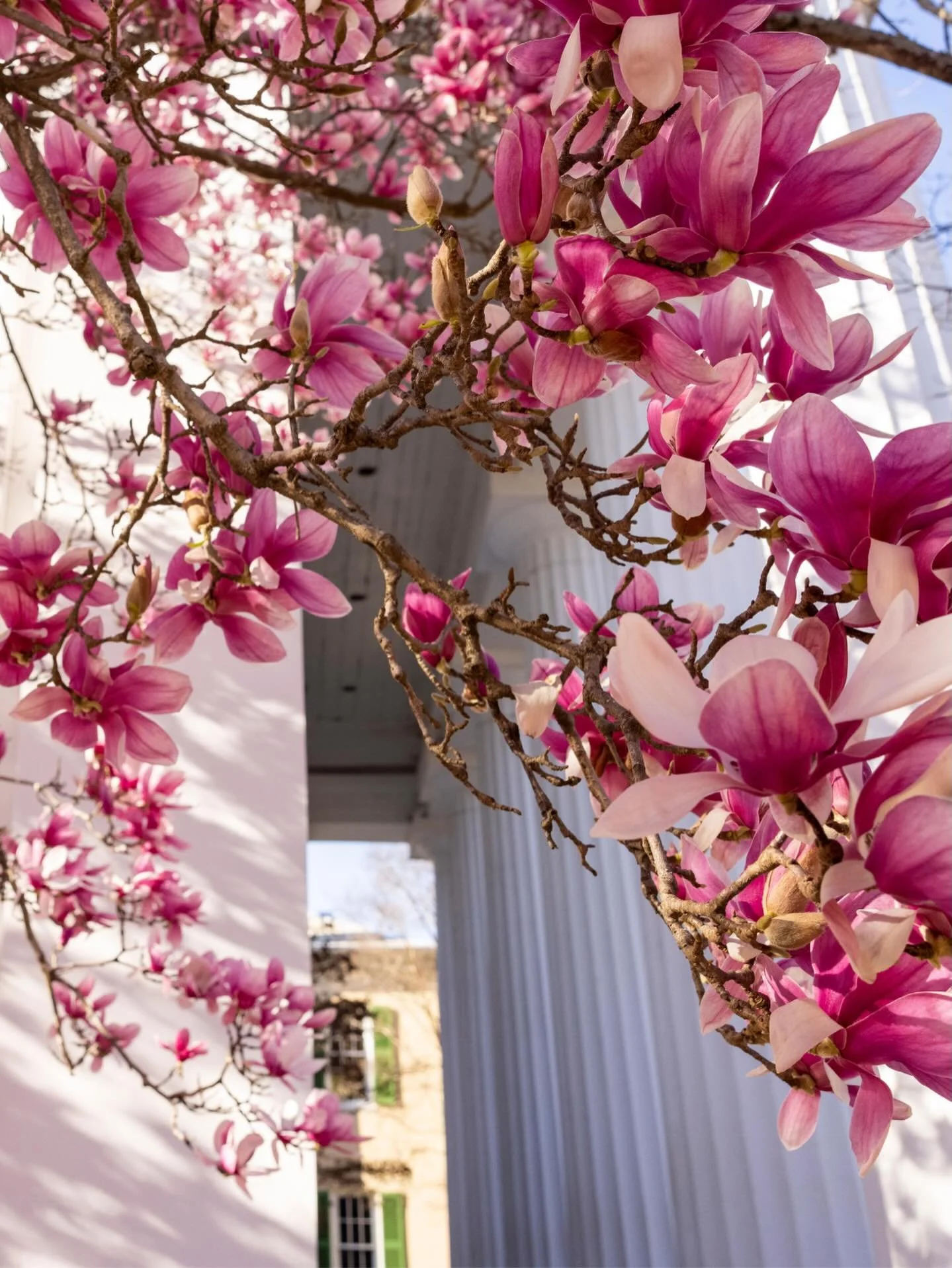 MERIT hopes you had a happy, restful, and safe Spring Break🌸 Stay tuned for our upcoming institutes and workshops &mdash; we look forward to connecting with you soon.