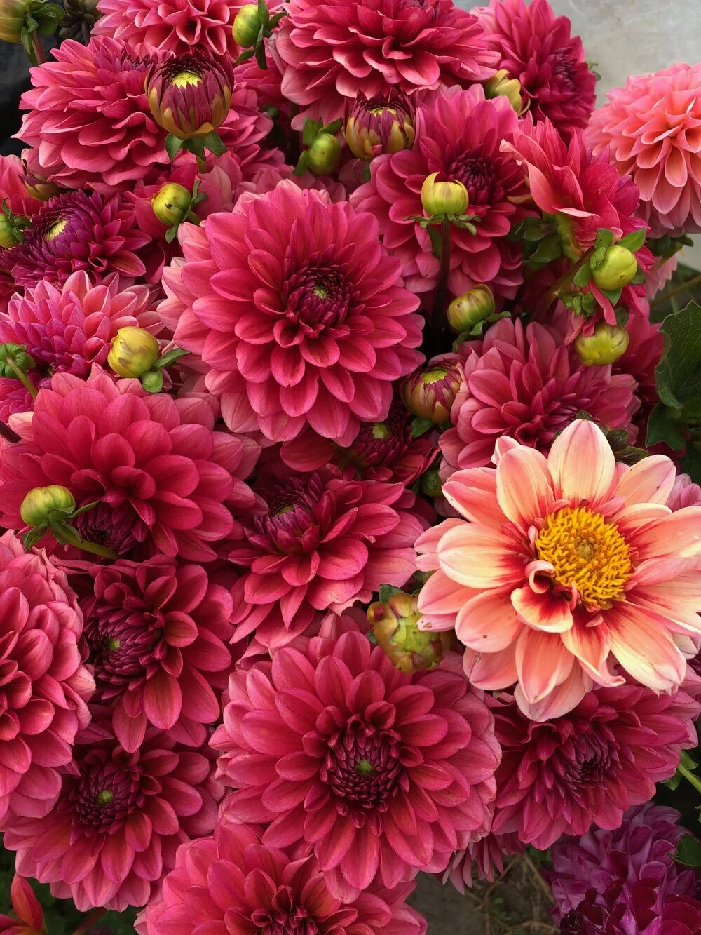 Flower Subscriptions Summer 2021 Calliope Flowers Sustainably Grown For Weddings And Events Bozeman Montana