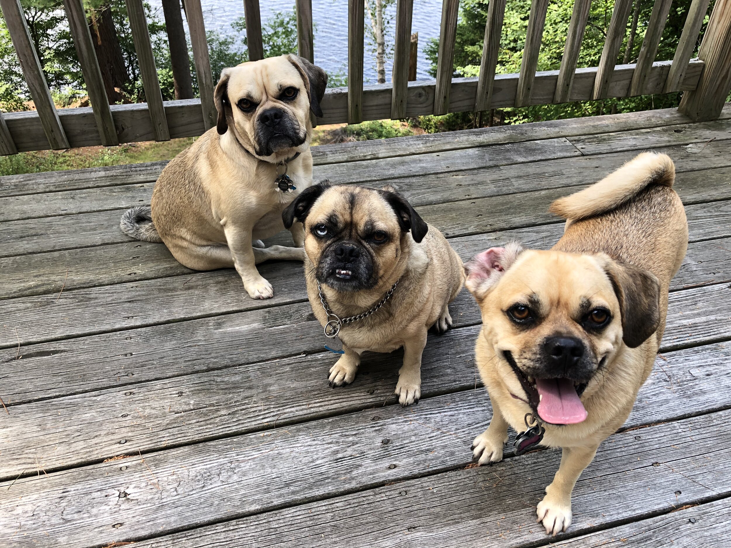 Our little knuckleheads.